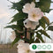 Japanse sierkers 'Yedoensis' | Prunus yedoensis 10-14 cm | Bomenbezorgd.nl