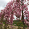 Japanse treur sierkers | Prunus serrulata 'Kiku-shidare-zakura' 10-14 cm 220 cm| Bomenbezorgd.nl