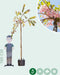 Japanse treur sierkers | Prunus serrulata 'Kiku-shidare-zakura' 10-14 cm 220 cm| Bomenbezorgd.nl