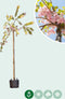 Japanse treur sierkers | Prunus serrulata 'Kiku-shidare-zakura' 10-14 cm 220 cm| Bomenbezorgd.nl