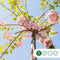 Japanse treur sierkers Prunus serrulata Kiku-shidare-zakura h 280 cm st. omtrek 16 cm