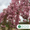 Japanse treur sierkers Prunus serrulata Kiku-shidare-zakura h 280 cm st. omtrek 16 cm