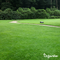 Organifer - Gazon Topdressing - Mix met Mycorrhiza en Rhizobacteriën (12x = 600 Liter - voor 600 m2)