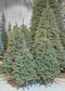 Triumph Tree Forest Frosted - Kunstkerstboom - H155 x Ø119 cm - Groen