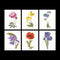 Thea Gouverneur - Borduurpakket met telpatroon - 3085A - Voorgesorteerde DMC Garens - 6 Bloemportretten - Aida - 6 cm x 17 cm - DIY Kit