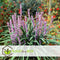 Plant in a Box - Liriope muscari 'Ingwersen' - Set van 3 - Winterharde siergrassen - Pot 14cm - Hoogte 25-35cm