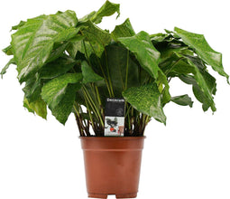 Calathea Network ↨ 50cm - hoge kwaliteit planten