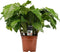 Calathea Network ↨ 50cm - hoge kwaliteit planten