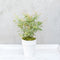 Japanse Esdoorn - Set van 4 - Acer 'Butterfly' - Hoogte 25-40cm - ⌀10,5cm - Acer palm. Butterfly P10,5 x4