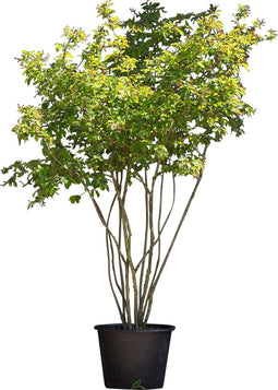 Krentenboom meerstammig | Amelanchier lamarckii | Bomenbezorgd.nl