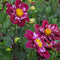 Plant in a Box - Dahlia 'Mary Evelyn' - set van 3 - zomerbloeiers - dahliaknollen - tuinbloemen - Rood/Wit/Geel
