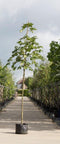 Paardenkastanje Aesculus hippocastanum h 350 cm st. omtrek 12 cm