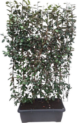Hedge to Go - Elaeagnus ebbingei Haag