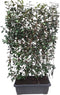 Hedge to Go - Elaeagnus ebbingei Haag