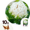 Plant in a Box - Tulipa Snow Crystal - Bloembollen x10 - Tulp - Wit - Vroegbloeier