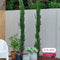 Italiaanse cipresboom Cupressus sempr. Pyramidalis h 225 cm