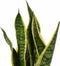 Decorum Duo Sansevieria Superba met Anna Taupe potten – ↨ 35cm – ⌀ 12cm