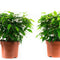 Kamerplant van OnlyPlants - 2x Green kinky - ↕ 28 cm - Ficus benjamina