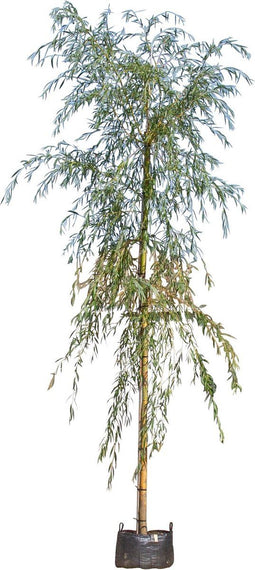 Treurwilg | Salix sepulcralis 'Chrysocoma' 20-25 cm 220-240 cm| Bomenbezorgd.nl