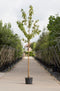 Sierkers met goudgele stam | Prunus maackii 'Amber beauty' 10-14 cm | Bomenbezorgd.nl