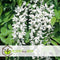 Plant in a Box - Wisteria floribunda 'Longissima Alba' - Set van 2 - Japanse blauwe regen - Witbloeiende sierplant - Klimmer - Pot 15cm - Hoogte 60-70cm