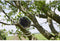 Gardigo Solar 360° Vogelverschrikker Functies: Meerdere frequenties, LED-lamp Werkingssfeer 150 m² 1 stuk(s)