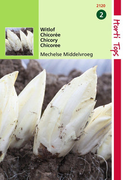 2 stuks - Hortitops - Brusselse Witlof Mechelse Middenvroeg
