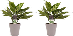 Decorum Duo 2 x Aglaonema Maria met Anna taupe – ↨ 25cm – ⌀ 12cm