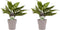 Decorum Duo 2 x Aglaonema Maria met Anna taupe – ↨ 25cm – ⌀ 12cm