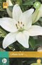 Jub - Lilium Kent
