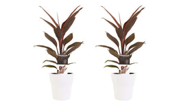 Duo 2 x Cordyline Tango met Anna white ↨ 40cm - 2 stuks - hoge kwaliteit planten