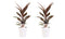 Duo 2 x Cordyline Tango met Anna white ↨ 40cm - 2 stuks - hoge kwaliteit planten