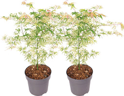 Plant in a Box - Plant in a Box - Acer palmatum 'Ukigumo' - Set van 2 - Japanse Esdoorn winterhard - Groene bladeren - Pot 19cm - Hoogte 50-60cm