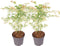 Plant in a Box - Plant in a Box - Acer palmatum 'Ukigumo' - Set van 2 - Japanse Esdoorn winterhard - Groene bladeren - Pot 19cm - Hoogte 50-60cm