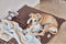 OYOY Hondenkussen - Medium - 309 Choko - Kyoto Dog Cushion