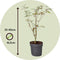 Japanse Esdoorn - Set van 4 - Acer 'Butterfly' - Hoogte 25-40cm - ⌀10,5cm - Acer palm. Butterfly P10,5 x4