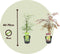 Plant in a Box - Acer palmatum 'Garnet', 'Emerald Lace' - Mix van 2 - Japanse Esdoorns Winterhard- Pot 19cm - Hoogte 60-70cm