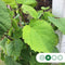 Zakdoekenboom | Davidia involucrata 10-14 cm | Bomenbezorgd.nl