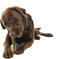 Whimzees Tandenborstel Star M - Kauwsnacks - Hond - 11,4cm - 12st