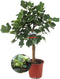 Plant in a Box - Ficus Carica - Fruitboom - Winterharde Vijgenboom - Pot 21cm - Hoogte 70-90cm