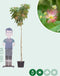 Perzische slaapboom - ‘Albizia julibrissin’ 180 - 200 cm stamhoogte (8 - 10 cm stamomtrek)