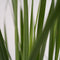 Plant in a Box - Panicum virgatum - Set van 2 - Panicum northwind siergras winterhard - Pot 23cm - Hoogte 40-60cm