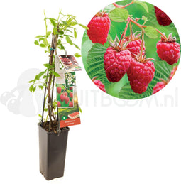 Frambozenplant - Rubus idaeus 'Heritage' - frambozenstruik - kleinfruit - hoogte 60 cm - potmaat Ø11cm