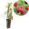 Frambozenplant - Rubus idaeus 'Heritage' - frambozenstruik - kleinfruit - hoogte 60 cm - potmaat Ø11cm