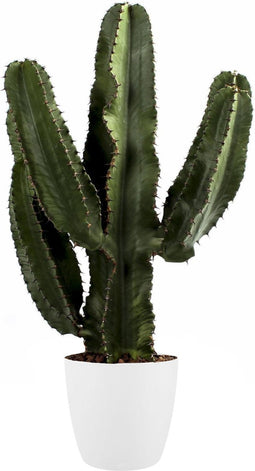 Euphorbia Erytrea Canarias met Elho sierpot (Brussels Round Wit) - 80 cm, Ø 25 cm