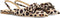 POSH by Poelman LOA Slingbacks - Dames - Panterprint - Bruin