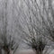 Customize it - Tuinschilderij knotw winter 130x70