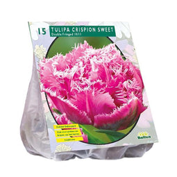 Tulipa (Tulpen) bloembollen - Crispion Sweet - Dubbel - Gefranjerd - 1x15 stuks