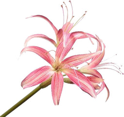 Silk-ka Kunstbloem-Zijden Bloem-Amaryllis Steel Zijde Roze 80 cm