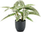 Emerald Kunstplant Calathea - H 38 cm
